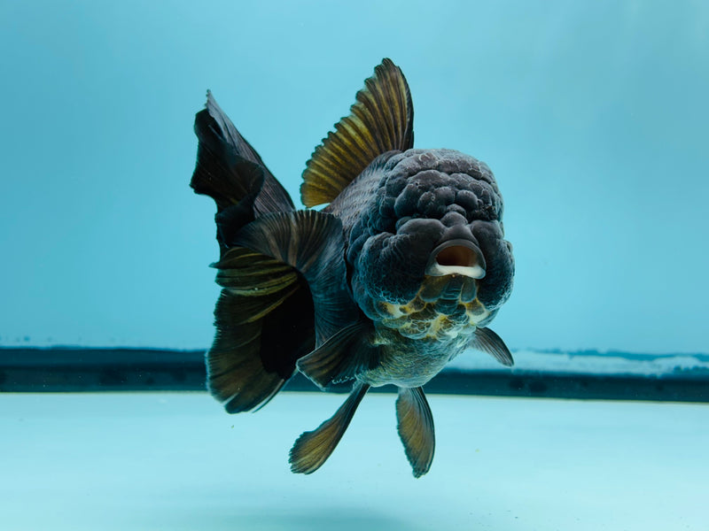 Thai Black Oranda  4'' Female (KP-271) R1B07