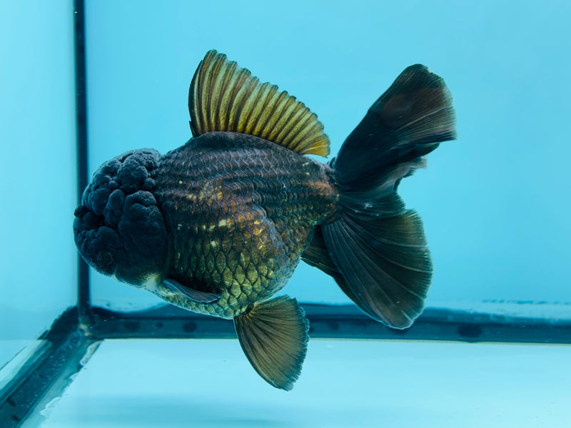 Thai Black Oranda  4'' Female (KP-271) R1B07