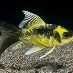 Short Body Mayan Butterfly Koi A GRADE