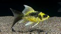 Short Body Mayan Butterfly Koi A GRADE
