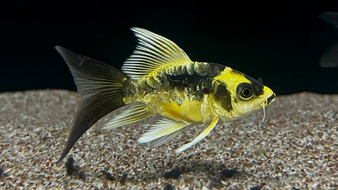 Short Body Mayan Butterfly Koi A GRADE