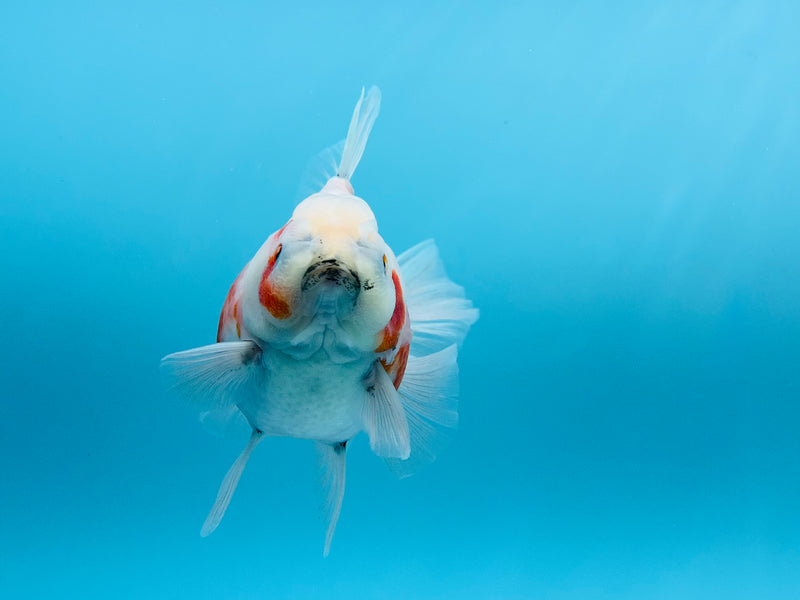 Thai Calico Oranda  4'' Female (KP-272) R1B08