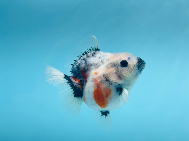 Thai Short Body Calico Oranda  3.5'' Female (KP-273) R1B08