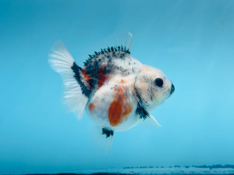 Thai Short Body Calico Oranda  3.5'' Female (KP-273) R1B08