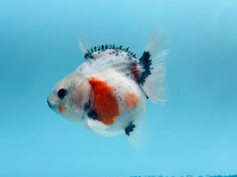 Thai Short Body Calico Oranda  3.5'' Female (KP-273) R1B08