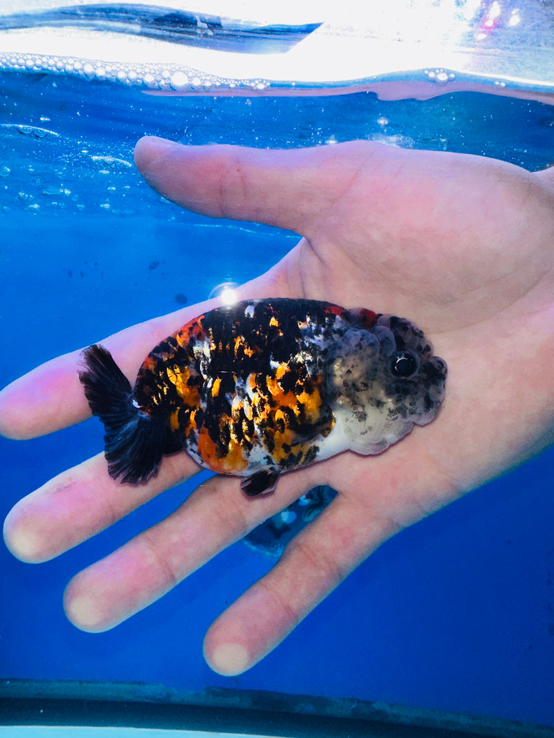 Thai Premium Tri Color Calico Ranchu 3.00 inch Body (KP-200)R1A09