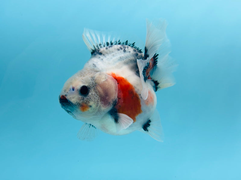 Thai Short Body Calico Oranda  3.5'' Female (KP-273) R1B08