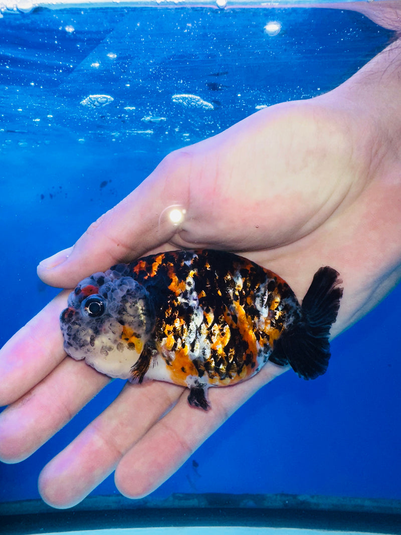 Thai Premium Tri Color Calico Ranchu 3.00 inch Body (KP-200)R1A09