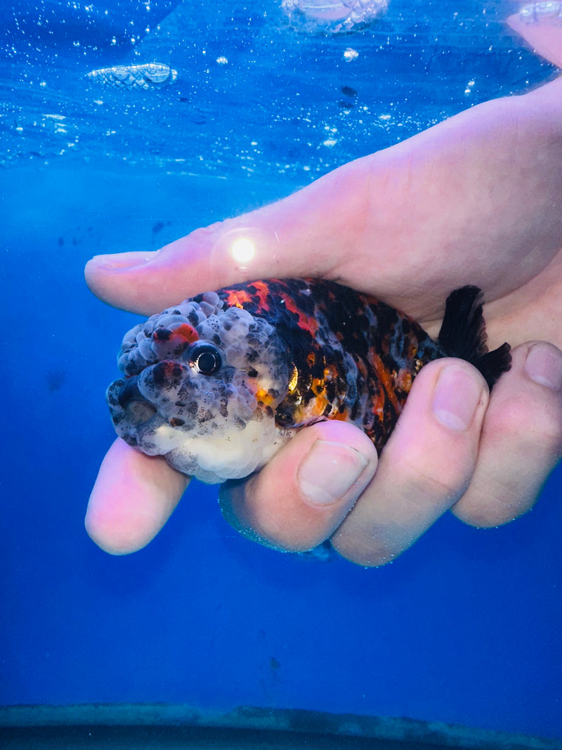 Thai Premium Tri Color Calico Ranchu 3.00 inch Body (KP-200)R1A09