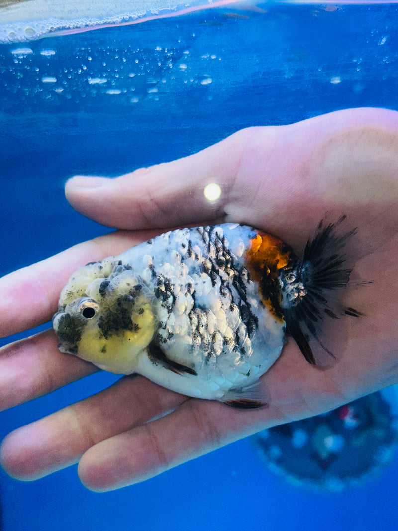 Thai Premium White Platinum Tiger Calico Ranchu 3.00 inch Body (KP-201)R1A09