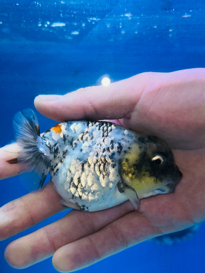 Thai Premium White Platinum Tiger Calico Ranchu 3.00 inch Body (KP-201)R1A09