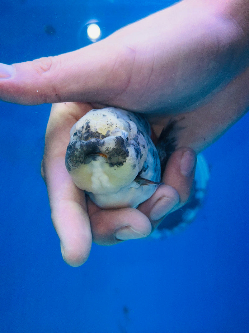Thai Premium White Platinum Tiger Calico Ranchu 3.00 inch Body (KP-201)R1A09