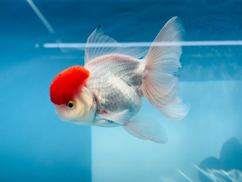 Thai Red Cap Oranda  4'' Male (KP-275) R1B08