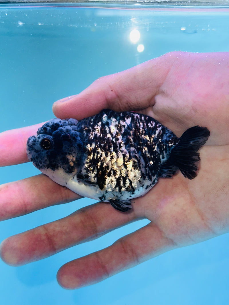 Thai Premium Granite Calico Ranchu 3.00 inch Body (KP-205)R1A09