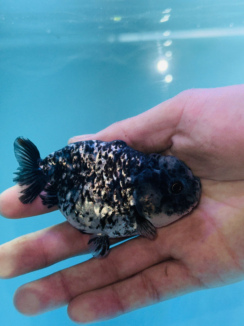 Thai Premium Granite Calico Ranchu 3.00 inch Body (KP-205)R1A09