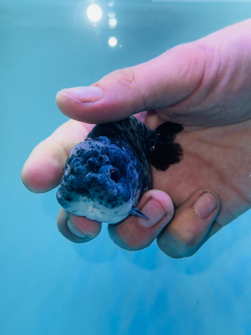 Thai Premium Granite Calico Ranchu 3.00 inch Body (KP-205)R1A09