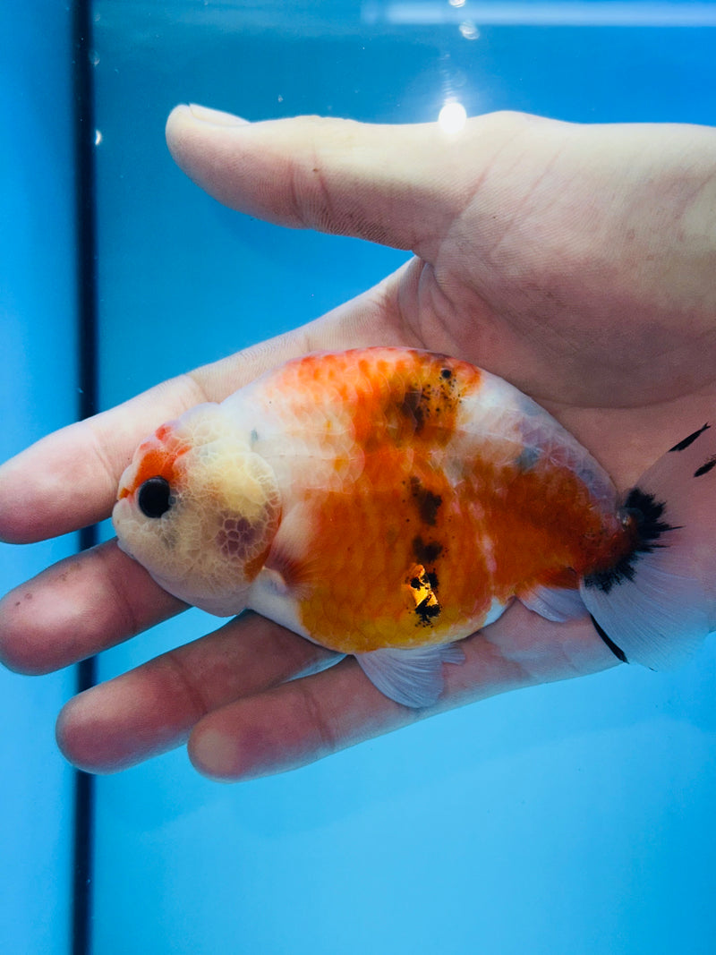 Thai Premium Sakura Calico Ranchu 3.00 inch Body (KP-206)R1A09
