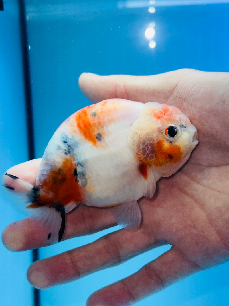 Thai Premium Sakura Calico Ranchu 3.00 inch Body (KP-206)R1A09