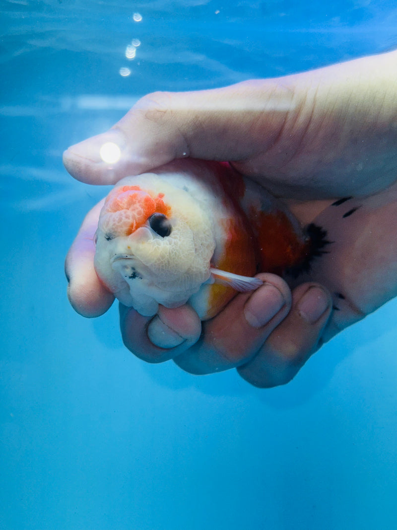 Thai Premium Sakura Calico Ranchu 3.00 inch Body (KP-206)R1A09