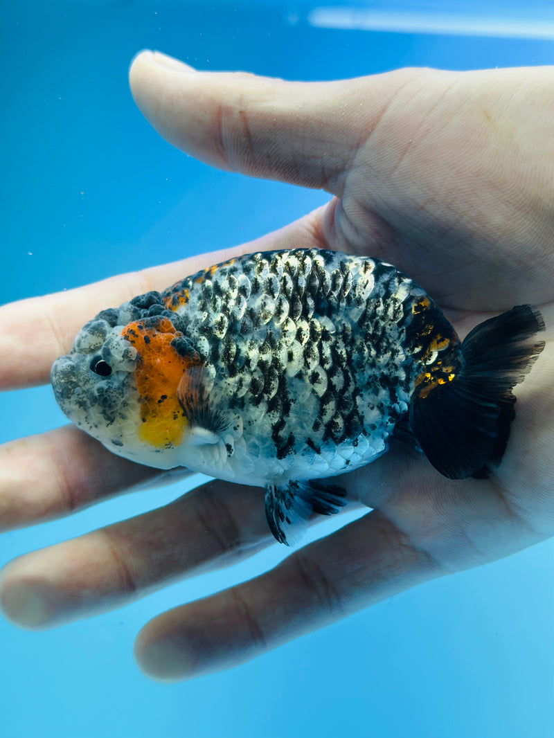 Thai Premium Tri-Color Calico Ranchu 3.00 inch Body (KP-207)R1A09