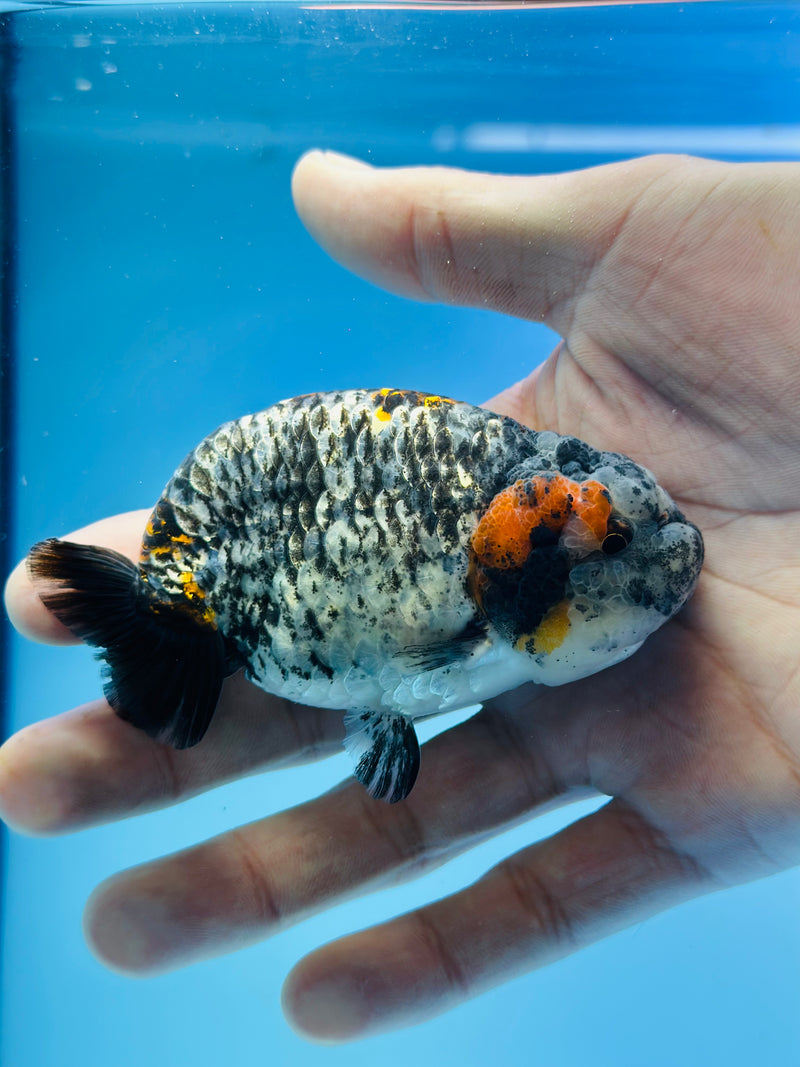 Thai Premium Tri-Color Calico Ranchu 3.00 inch Body (KP-207)R1A09