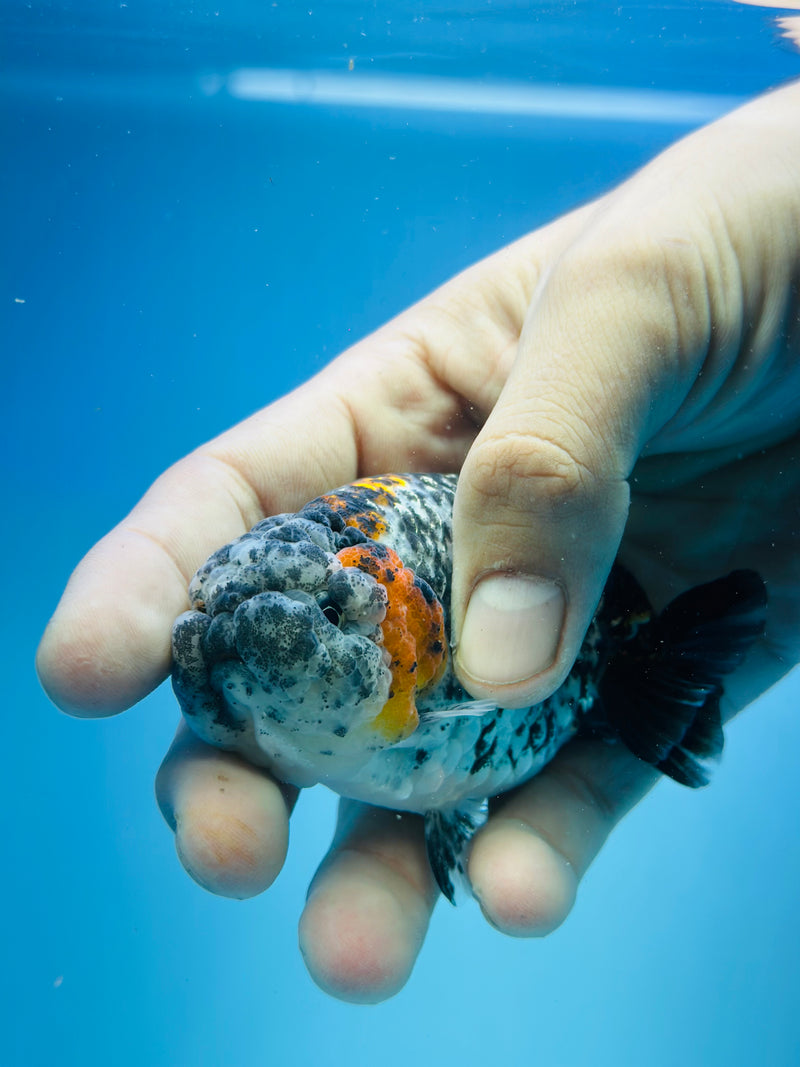 Thai Premium Tri-Color Calico Ranchu 3.00 inch Body (KP-207)R1A09