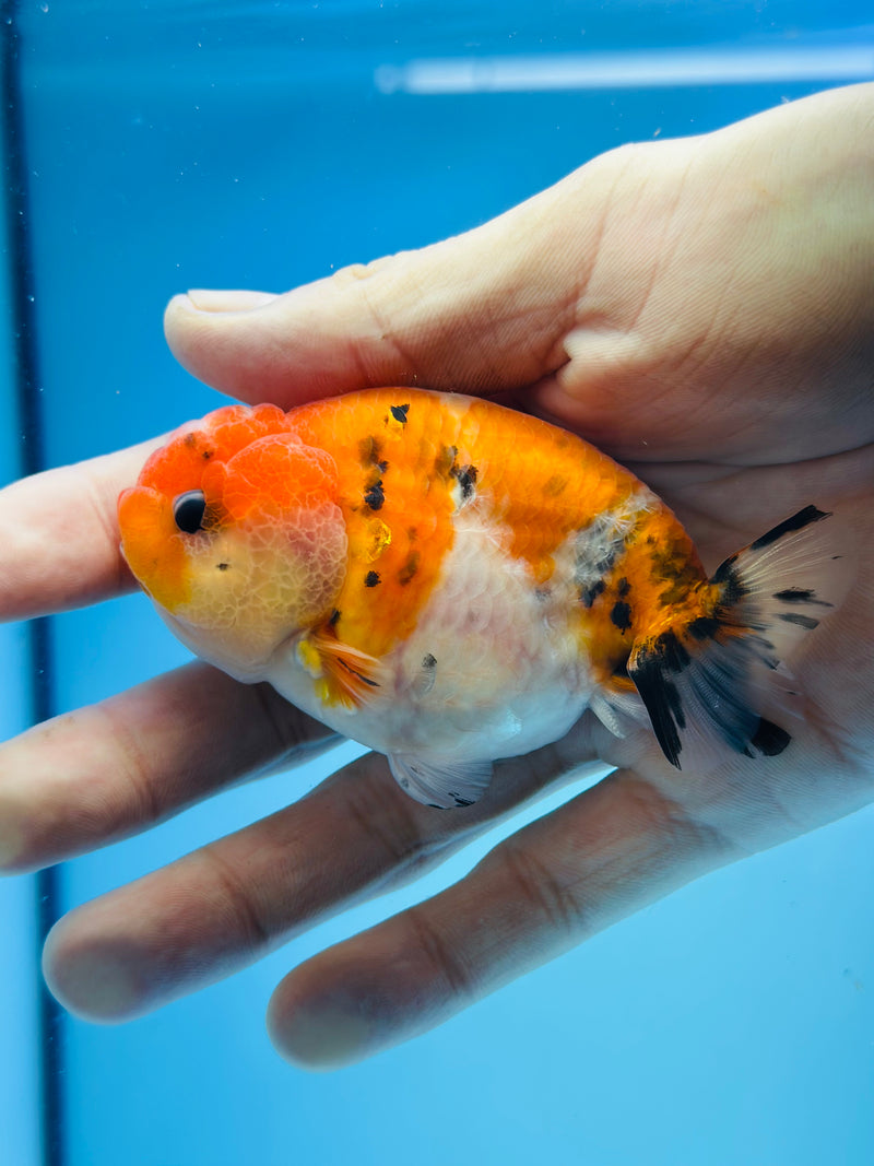 Thai Premium Sakura Calico Ranchu 3.00 inch Body (KP-209)R1A09