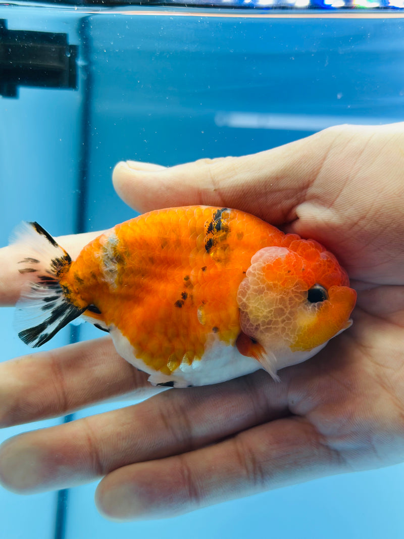 Thai Premium Sakura Calico Ranchu 3.00 inch Body (KP-209)R1A09