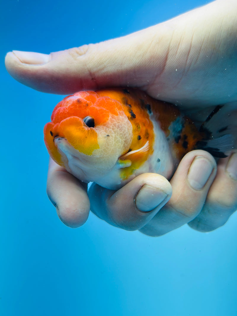 Thai Premium Sakura Calico Ranchu 3.00 inch Body (KP-209)R1A09