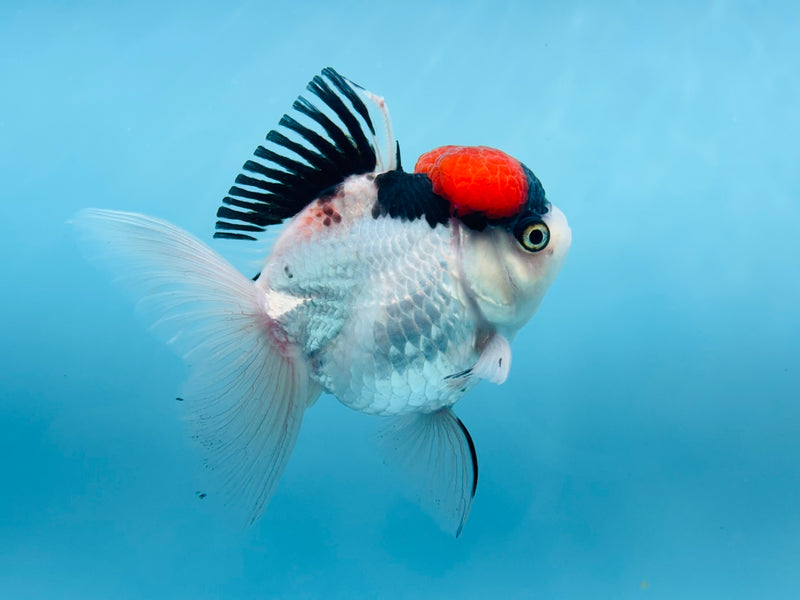 Thai Tri-Color Oranda  4'' Female (KP-277) R1B07