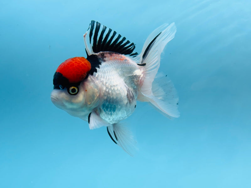 Thai Tri-Color Oranda  4'' Female (KP-277) R1B07