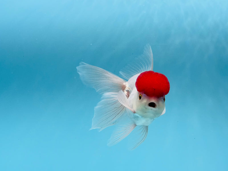 Thai Red Cap Oranda  3.5'' Female (KP-279) R1A07