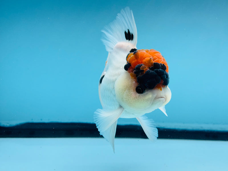 Thai Tri-Color Oranda  4'' Male (KP-280) R1A07