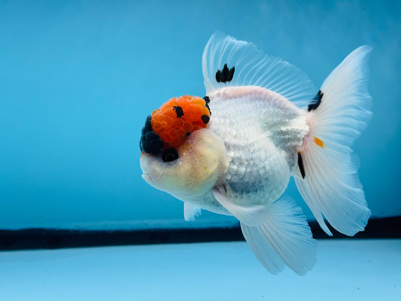 Thai Tri-Color Oranda  4'' Male (KP-280) R1A07