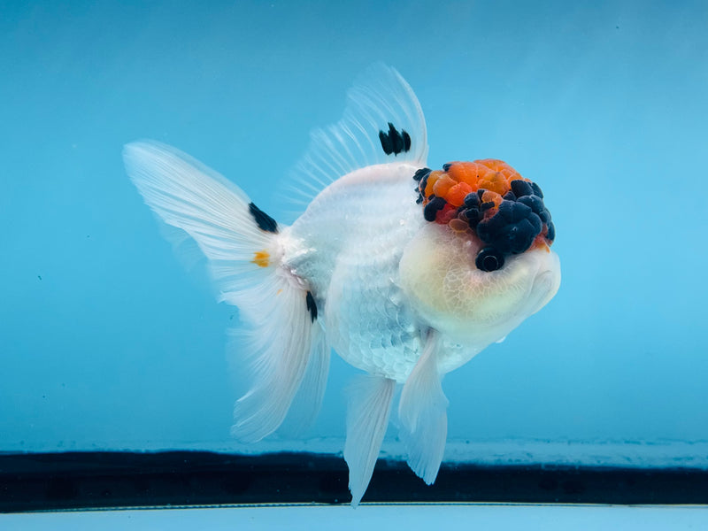 Thai Tri-Color Oranda  4'' Male (KP-280) R1A07