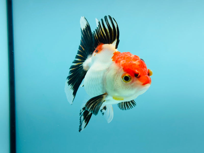 Thai Tri-Color Oranda  2.5'' - 3.0'' Female (KP-281) R2B06