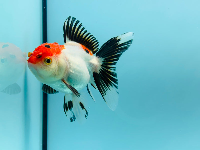 Thai Tri-Color Oranda  2.5'' - 3.0'' Female (KP-281) R2B06