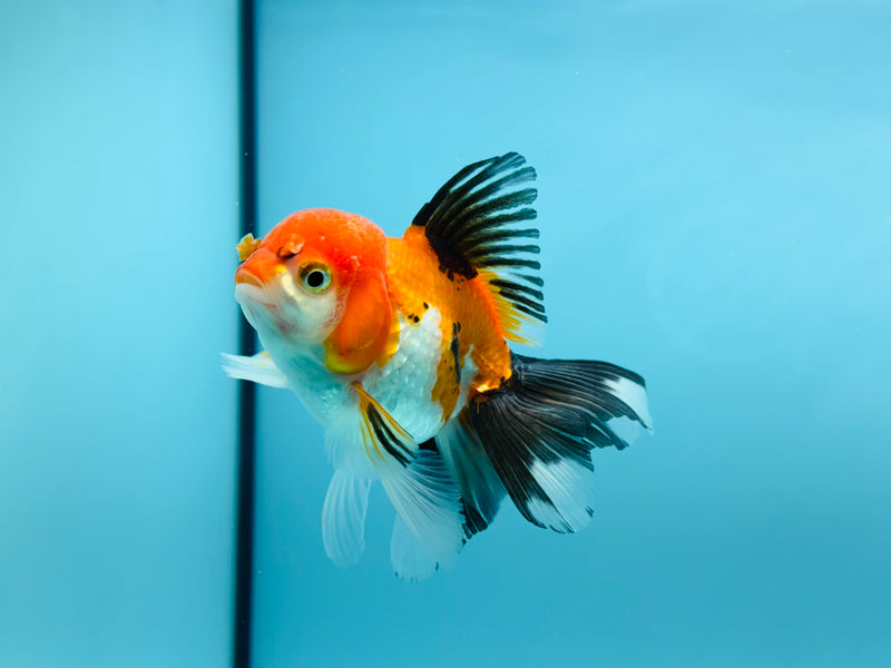 Thai Tri-Color Oranda  2.5'' - 3.0'' Female (KP-282) R2B06
