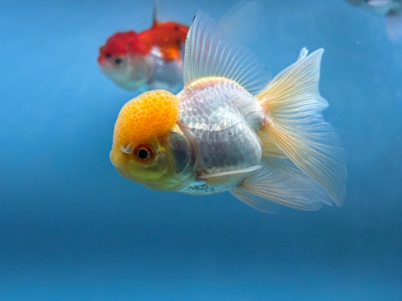 Thai Lemon Head Oranda  2.5'' Unsexed (KP-285) R2B04