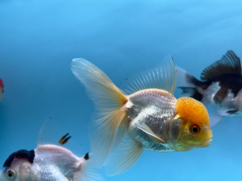 Thai Lemon Head Oranda  2.5'' Unsexed (KP-285) R2B04