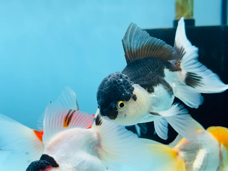 Thai Panda Oranda  2.5'' - 3.0'' Unsexed (KP-284) R2B04