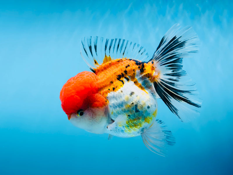 Thai 3 Color Oranda 4'' Male (KP-252) R1B12