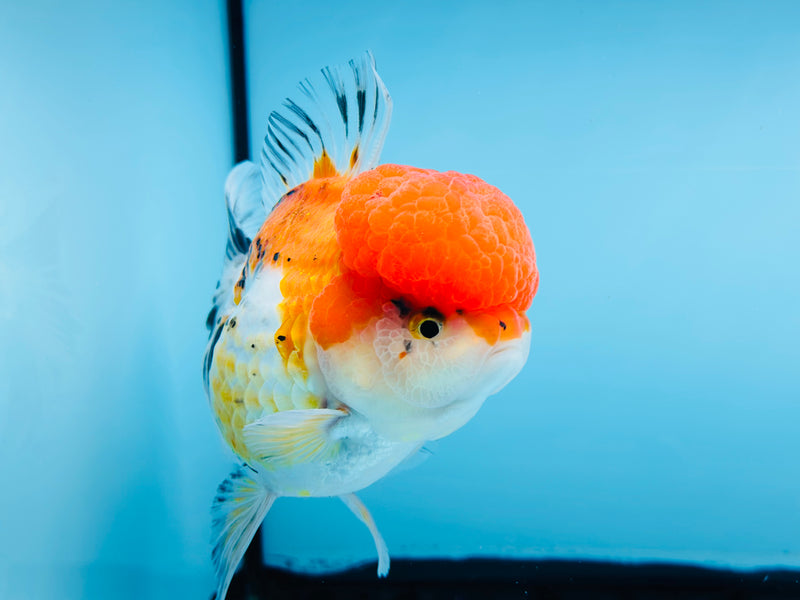 Thai 3 Color Oranda 4'' Male (KP-252) R1B12