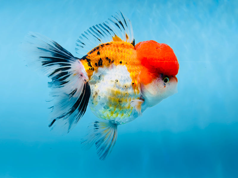 Thai 3 Color Oranda 4'' Male (KP-252) R1B12