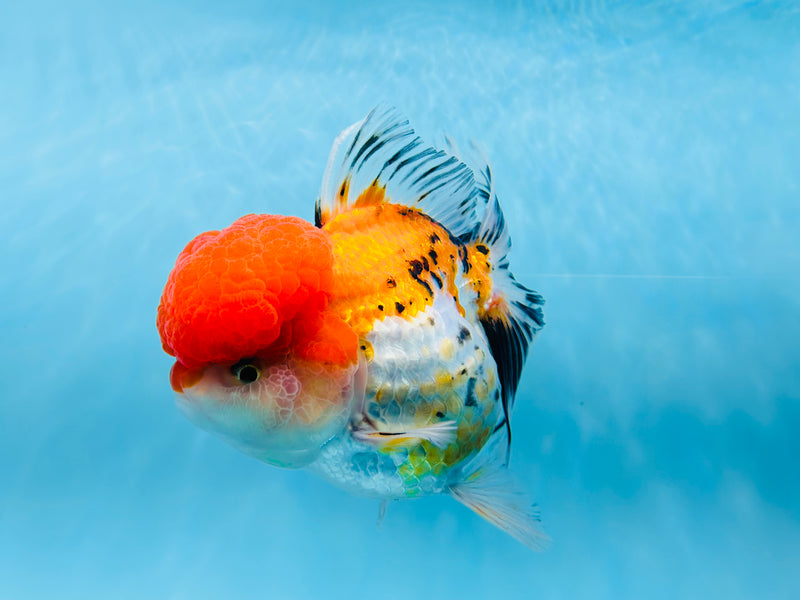 Thai 3 Color Oranda 4'' Male (KP-252) R1B12