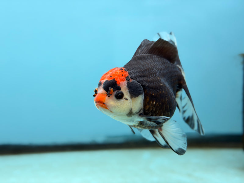 Thai Tri-Color Oranda  3.5'' Male (KP-291) R1B09