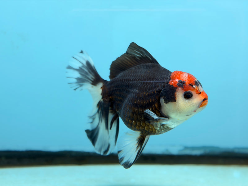 Thai Tri-Color Oranda  3.5'' Male (KP-291) R1B09