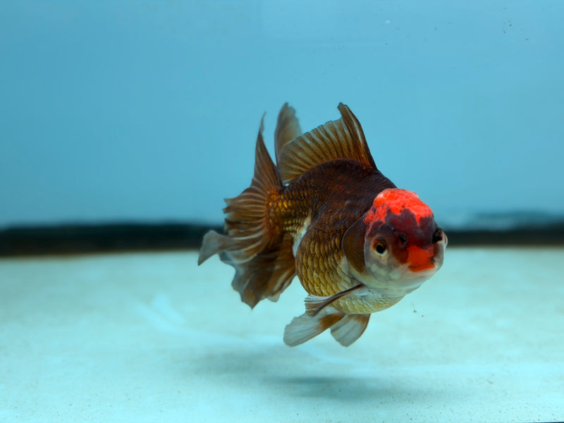 Thai Tri-Color Oranda  3.5'' Female (KP-292) R1B09