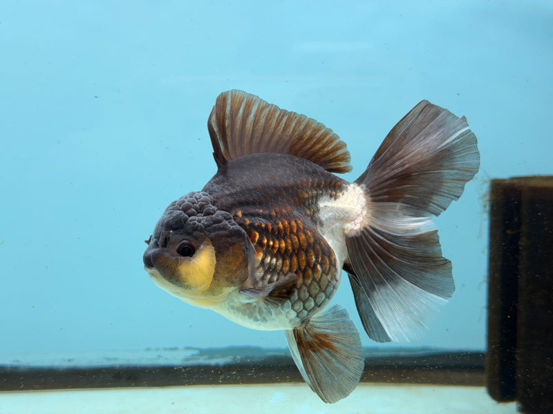 Thai Panda Oranda  3.5'' Male (KP-293) R1B09