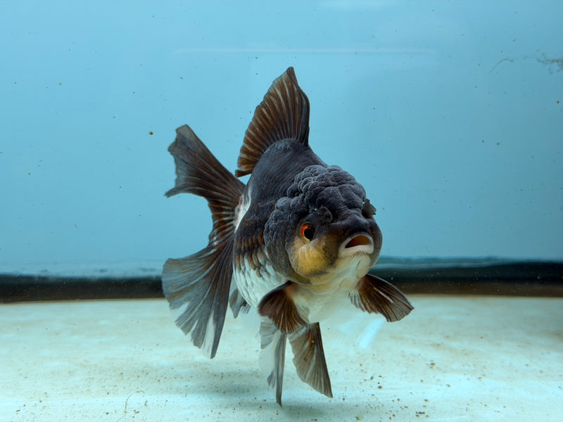 Thai Panda Oranda  3.5'' Male (KP-293) R1B09
